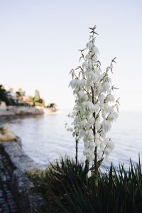 Bushes of the blossoming yucca
