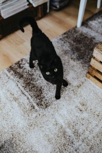 Kaboompics - Black cat on a carpet in a living room