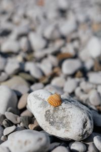 A little shell on a rock
