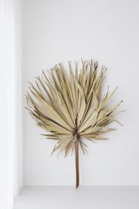 Kaboompics - Big dried palm leaf