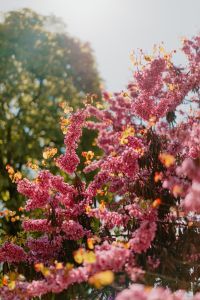 Kaboompics - Beautiful pink blossoming tree