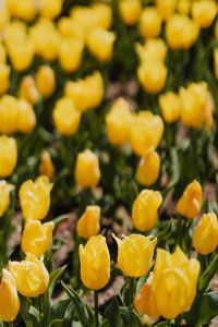 Yellow tulips flowers