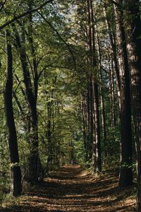 Kaboompics - Woods - forest - path - way - trees