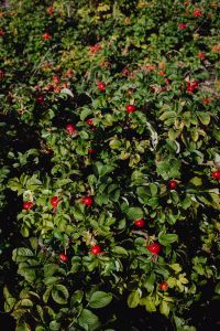 The rose hip or rosehip, also called rose haw and rose hep
