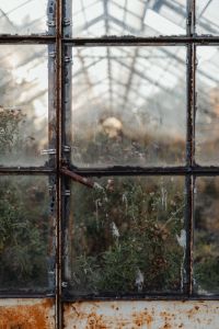 Dried plants in greenhouse