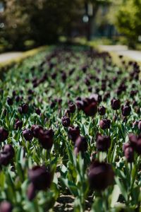 Kaboompics - Black tulips