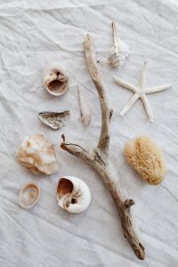 Seashells - stick - white background