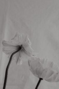 Kaboompics - Minimalist flower backgrounds - floral compositions - white fabric - abstract