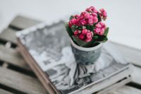 Kaboompics - Little pink flowers on a stack of magazines