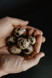 Kaboompics - Quail eggs