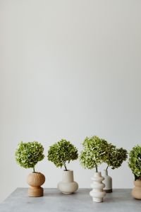 Kaboompics - Green hydrangea