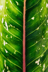 Kaboompics - Aglaonema leaf