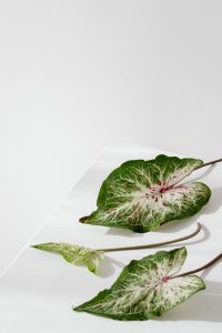 Caladium leaf in a vase