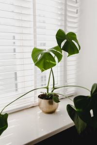 Kaboompics - Monstera in the gold pot