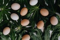 Kaboompics - Fresh eggs on the green leaves