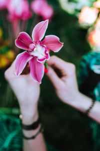 Orchid flower in female hands