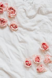 Kaboompics - Pink roses on bedding