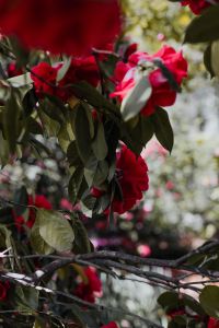 A beautiful blooming red rose in Madrid Botanic Garden