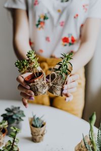 Kaboompics - Replanting House Plants