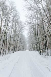 Kaboompics - A snowy road in the forest