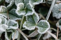 Kaboompics - Morning frost on plants
