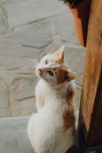Kaboompics - Cats from Sorrento, Italy