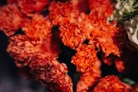 Close-ups of red flowers