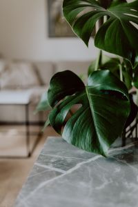 Dark green leaves of monstera and marble