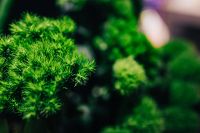 Kaboompics - Close-ups of green plants