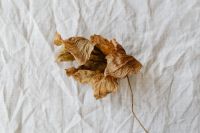 Dried leaf - white background
