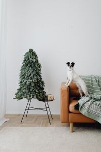 Kaboompics - Christmas tree with a small gift
