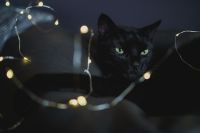 Kaboompics - Black cat and fairy lights