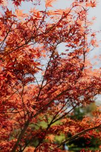 Red leaves on the bush