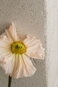 Kaboompics - Minimalist flower backgrounds - floral compositions - white fabric - abstract