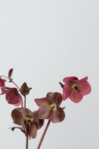 Concept photos - flowers - vase - minimalist interior