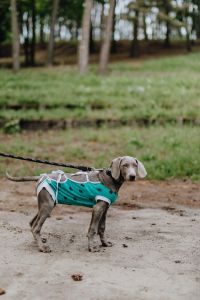 Kaboompics - Dog dressed in post-surgery clothes - Recovery Suit