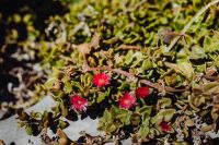 Succulent plant with red flowers