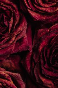 Kaboompics - Dried rose