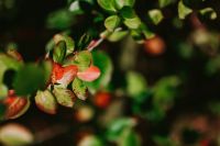 Close-ups of leaves, flowers and fruit on trees, part 2
