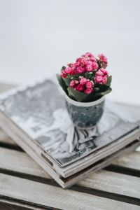 Kaboompics - Little pink flowers on a stack of magazines