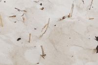 dried grass on the beach