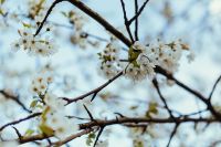 Kaboompics - Little white flowers on branches