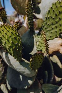 Big green prickly pear, cactus, opuntia