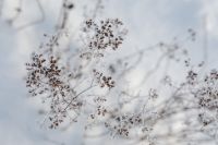 Kaboompics - Frozen flowers - background - wallpaper