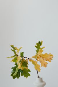 Kaboompics - Oak leaves