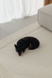 Kaboompics - Two small dogs hang out in their home