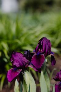 Iris flowers blooming in Madrid Botanic Garden - Real Jardin Botanico