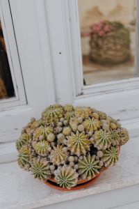 Kaboompics - A cactus in a pot on a window sill