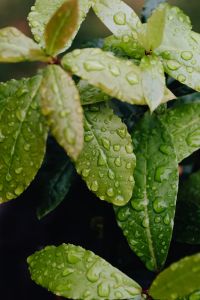 Kaboompics - Background with flowers and leaves - raindrops