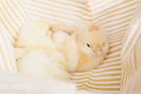 Kaboompics - Cute baby chickens